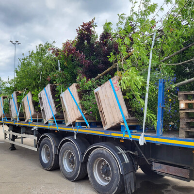 Bos op de Ring – 750 jaar Amsterdam